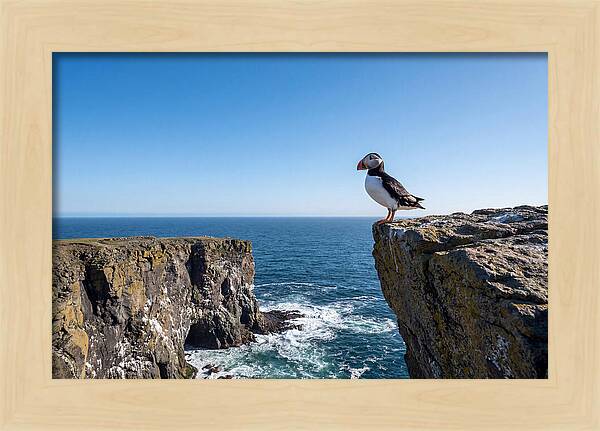 Atlantic Puffin On The Edge