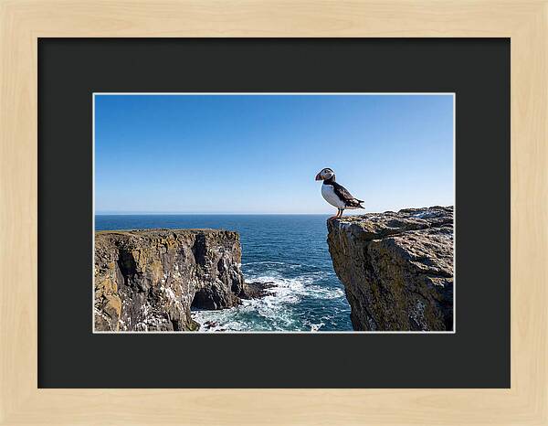 Atlantic Puffin On The Edge