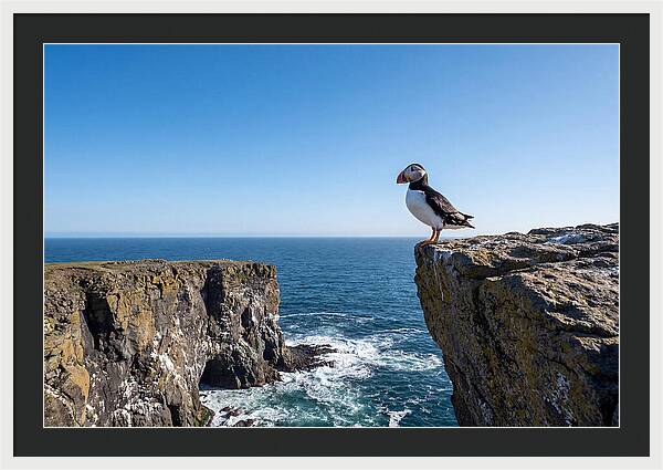 Atlantic Puffin On The Edge