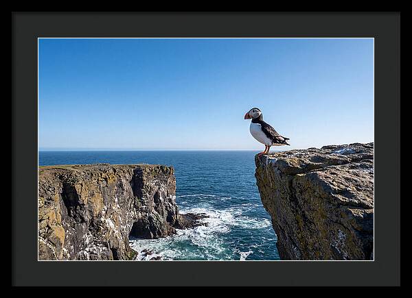 Atlantic Puffin On The Edge
