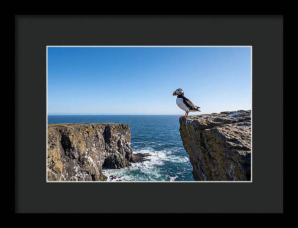 Atlantic Puffin On The Edge