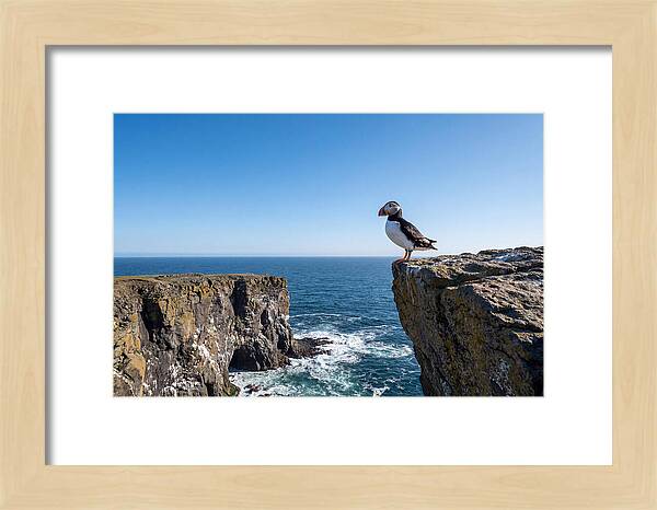 Atlantic Puffin On The Edge
