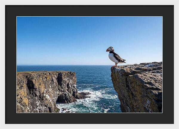 Atlantic Puffin On The Edge