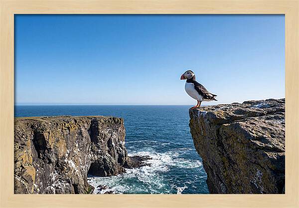 Atlantic Puffin On The Edge