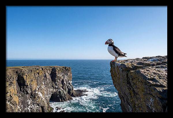 Atlantic Puffin On The Edge