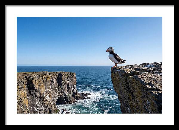 Atlantic Puffin On The Edge