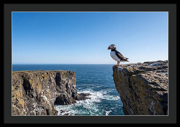 Atlantic Puffin On The Edge