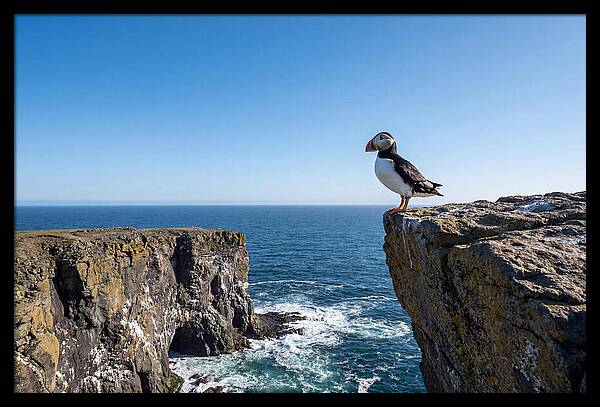 Atlantic Puffin On The Edge