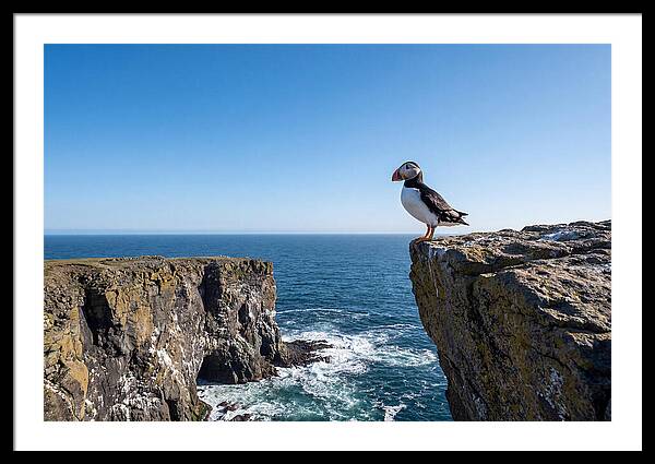 Atlantic Puffin On The Edge