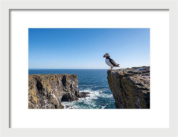 Atlantic Puffin On The Edge