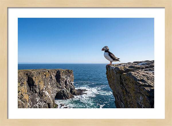 Atlantic Puffin On The Edge