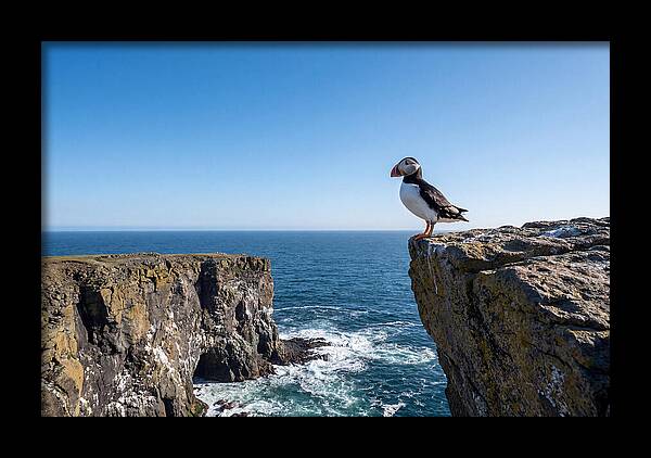 Atlantic Puffin On The Edge