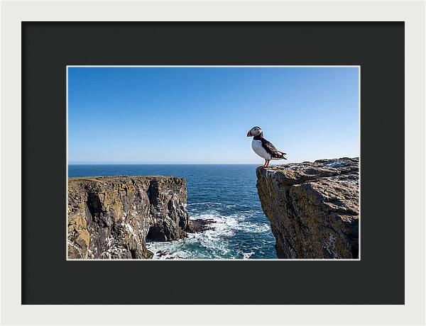 Atlantic Puffin On The Edge