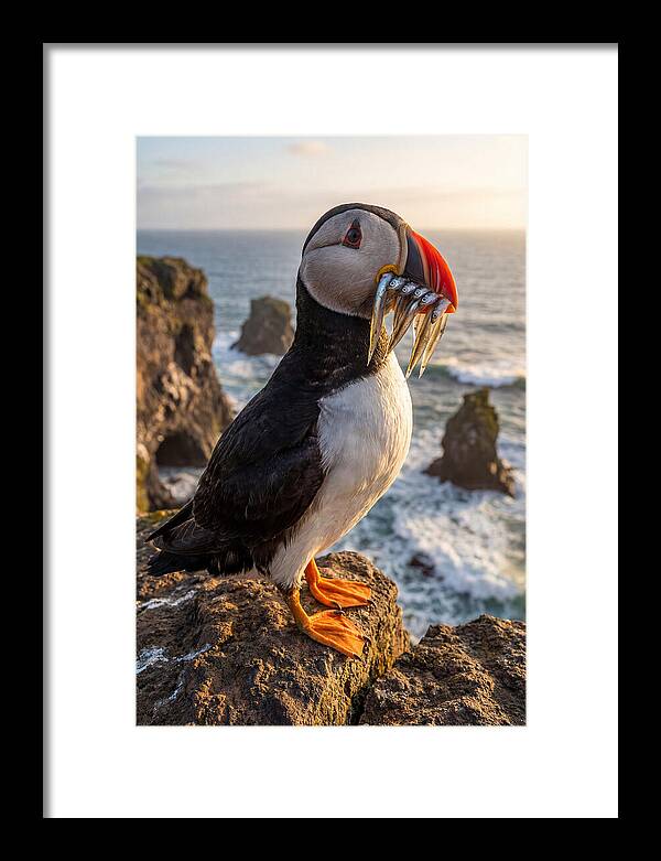 Atlantic Puffin With Fish