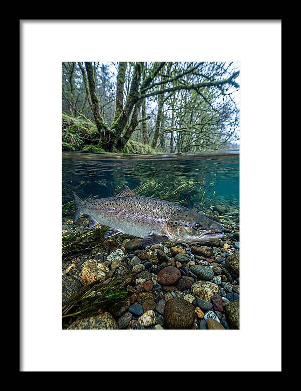 Atlantic Salmon In Tranquil Waters