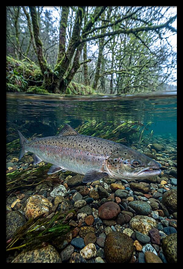 Atlantic Salmon In Tranquil Waters
