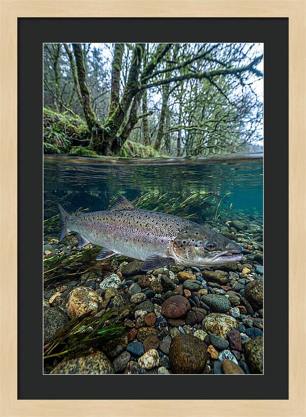 Atlantic Salmon In Tranquil Waters