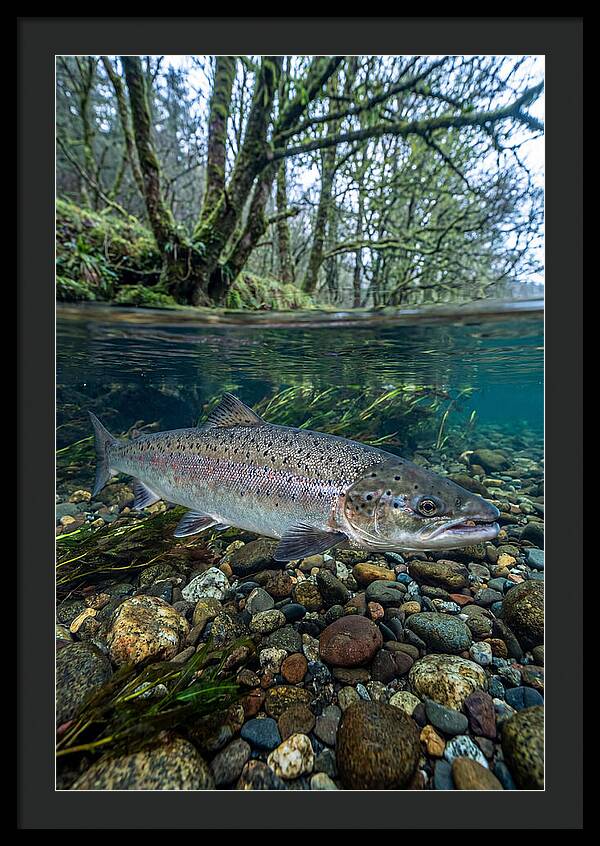 Atlantic Salmon In Tranquil Waters