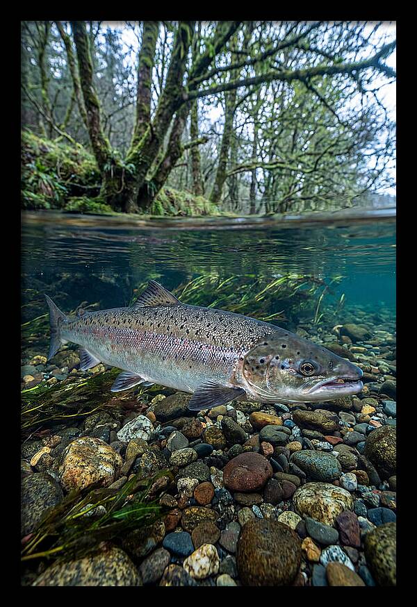 Atlantic Salmon In Tranquil Waters