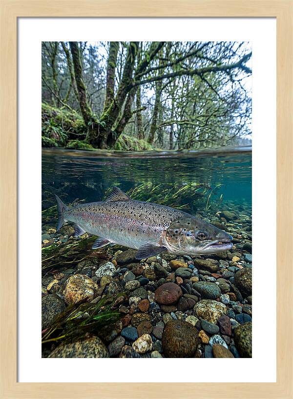 Atlantic Salmon In Tranquil Waters