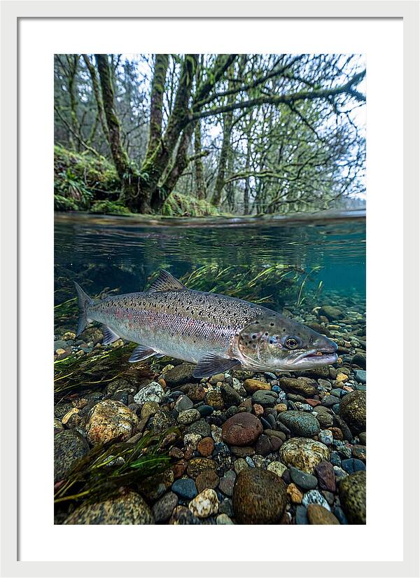 Atlantic Salmon In Tranquil Waters