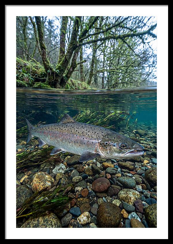 Atlantic Salmon In Tranquil Waters