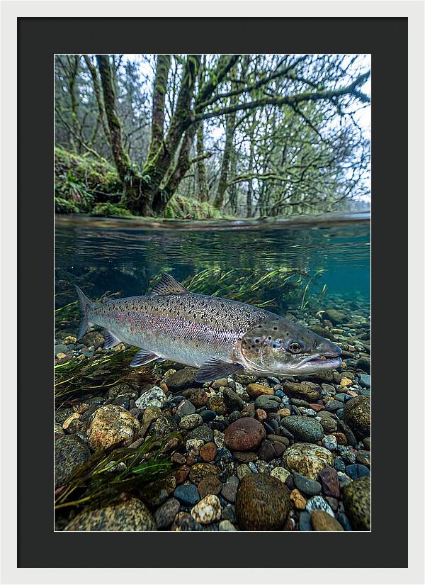 Atlantic Salmon In Tranquil Waters
