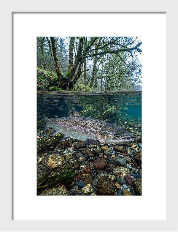 Atlantic Salmon In Tranquil Waters