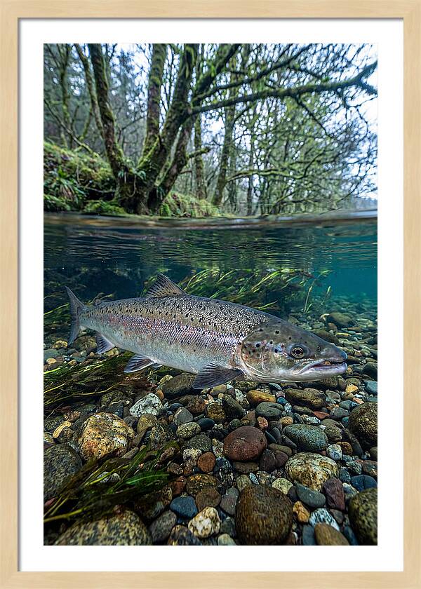 Atlantic Salmon In Tranquil Waters