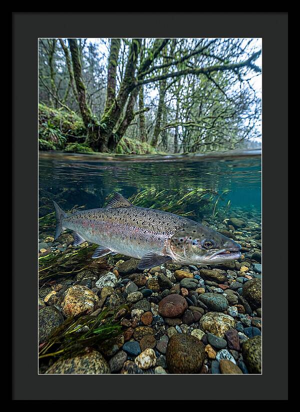 Atlantic Salmon In Tranquil Waters