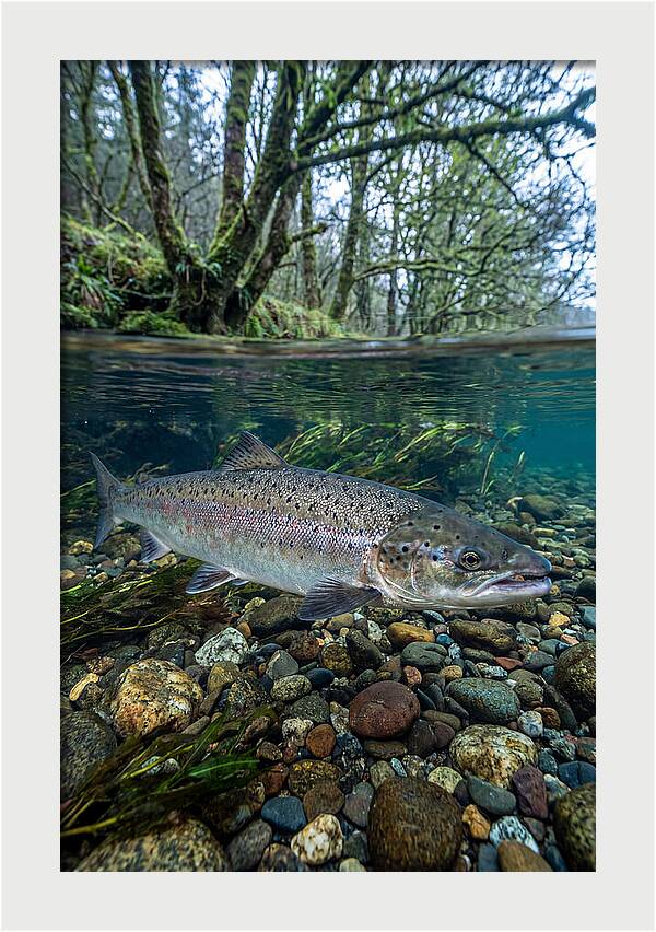 Atlantic Salmon In Tranquil Waters
