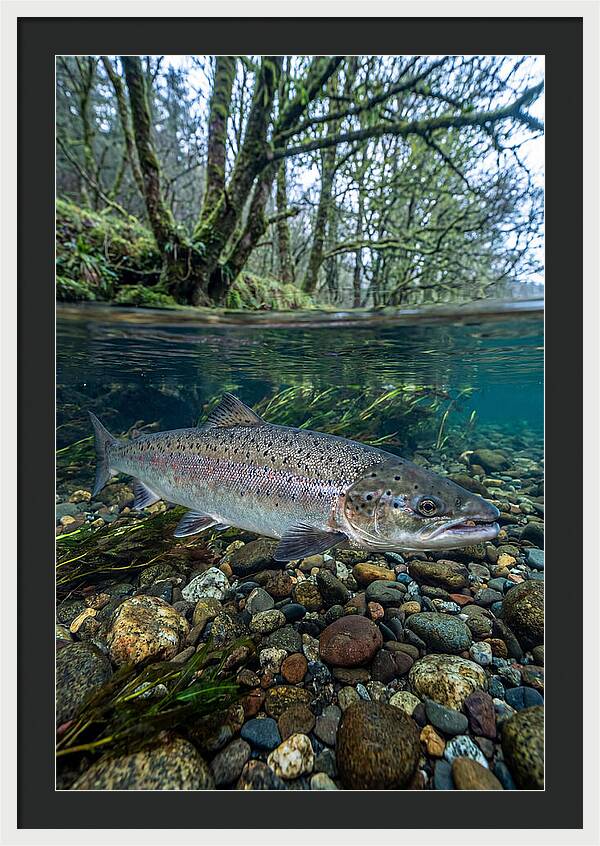 Atlantic Salmon In Tranquil Waters