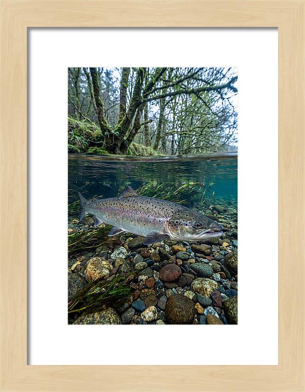 Atlantic Salmon In Tranquil Waters