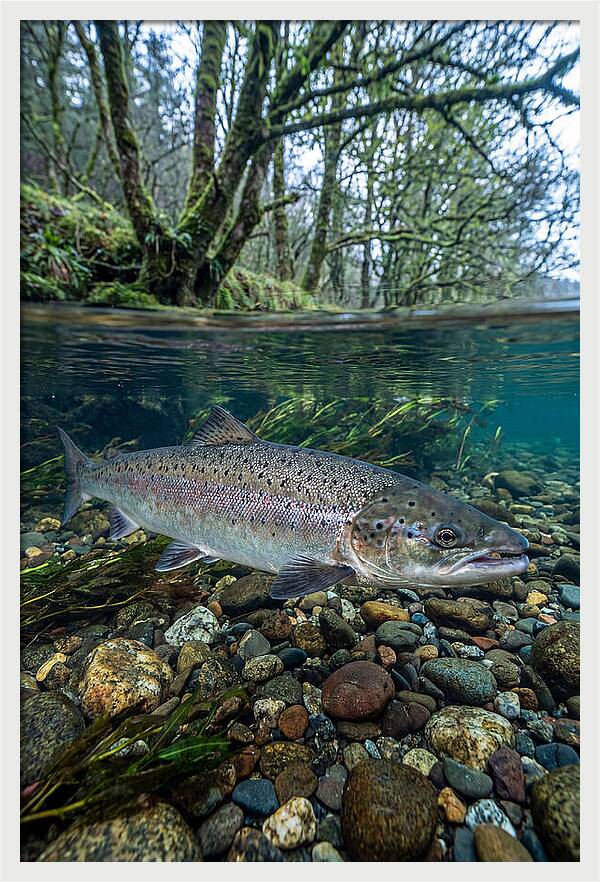 Atlantic Salmon In Tranquil Waters