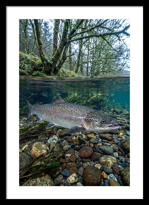 Atlantic Salmon In Tranquil Waters