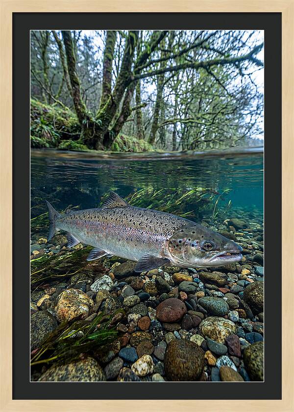 Atlantic Salmon In Tranquil Waters
