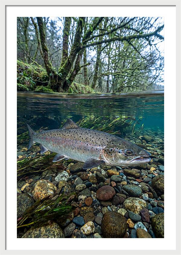 Atlantic Salmon In Tranquil Waters