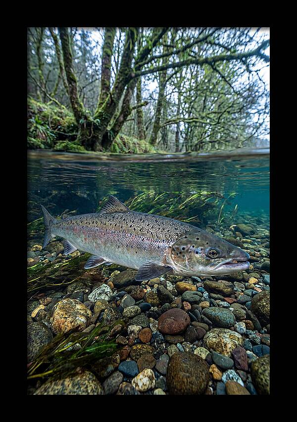 Atlantic Salmon In Tranquil Waters