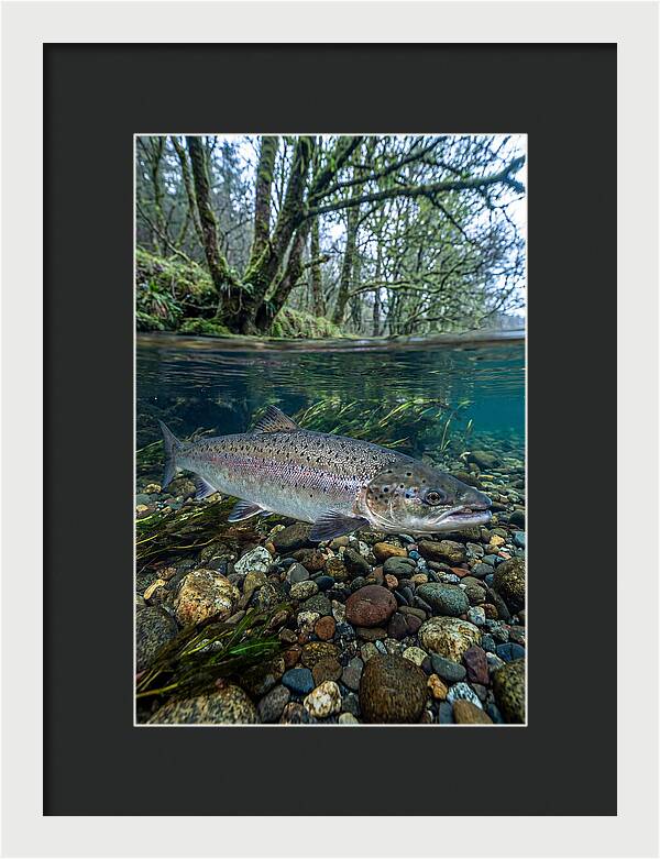 Atlantic Salmon In Tranquil Waters
