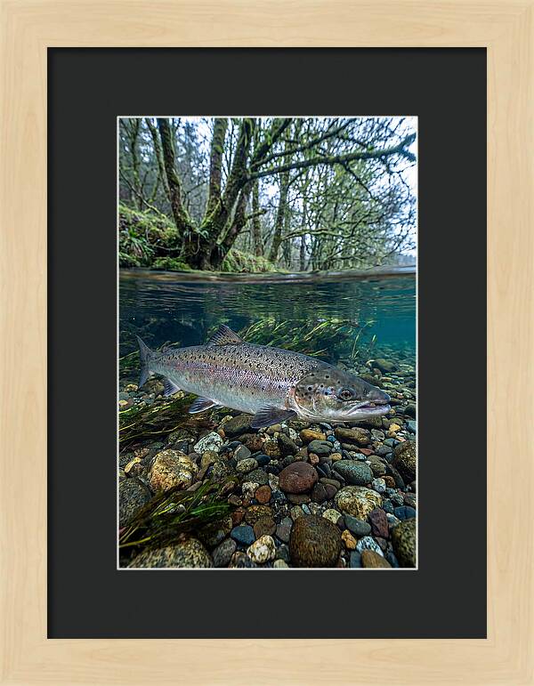 Atlantic Salmon In Tranquil Waters