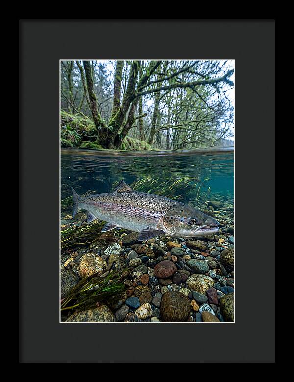 Atlantic Salmon In Tranquil Waters