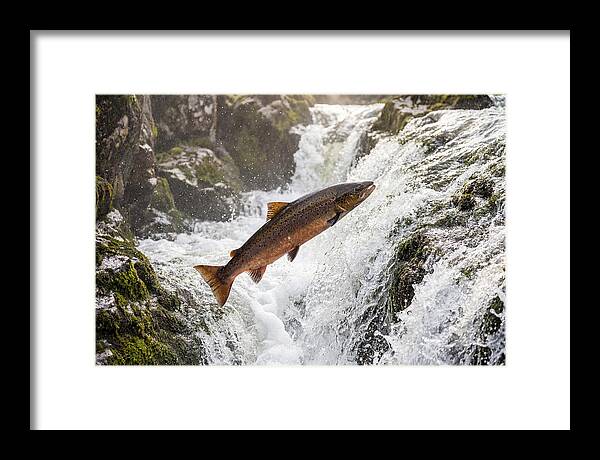 Atlantic Salmon Leaping