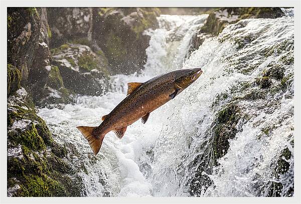 Atlantic Salmon Leaping