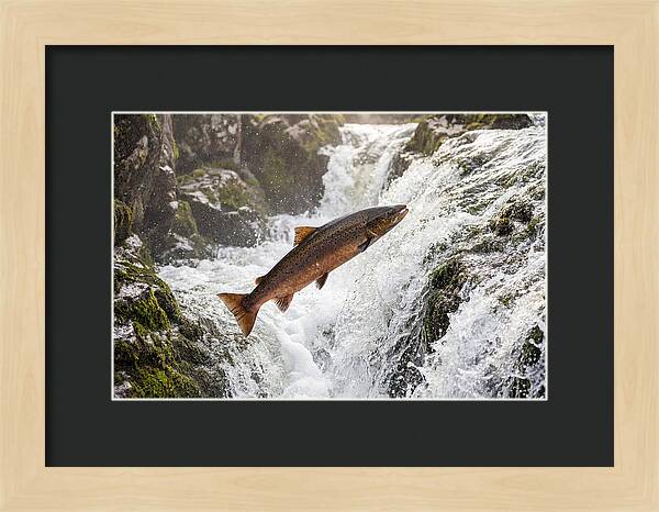 Atlantic Salmon Leaping
