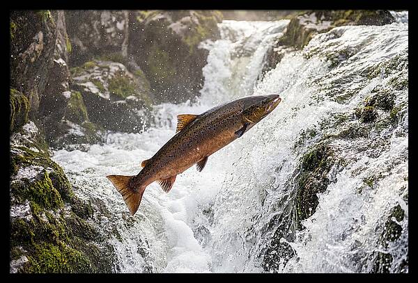 Atlantic Salmon Leaping