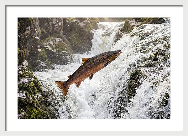 Atlantic Salmon Leaping