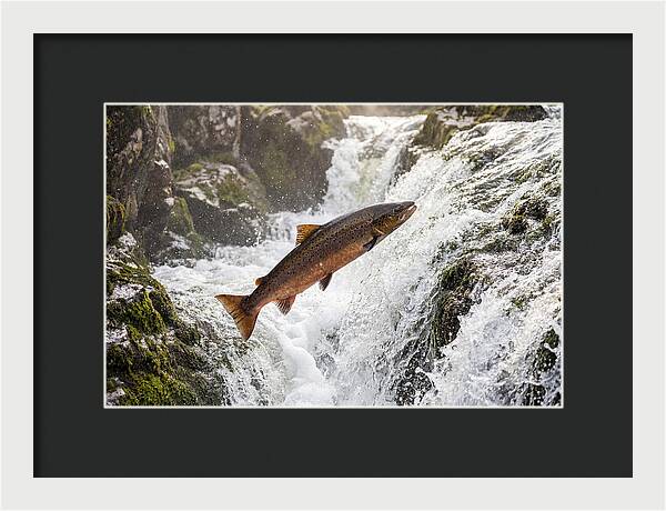 Atlantic Salmon Leaping