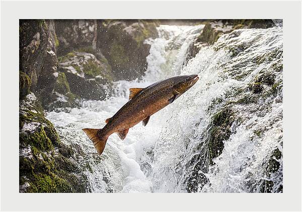 Atlantic Salmon Leaping