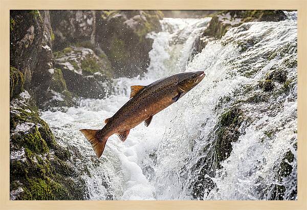 Atlantic Salmon Leaping