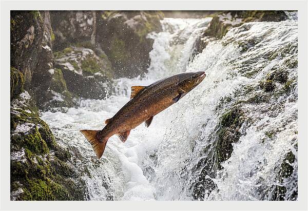 Atlantic Salmon Leaping